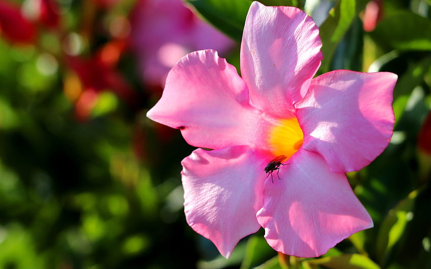 Rocktrumpet, pink, flower, fly, mandevilla, macro HD wallpaper