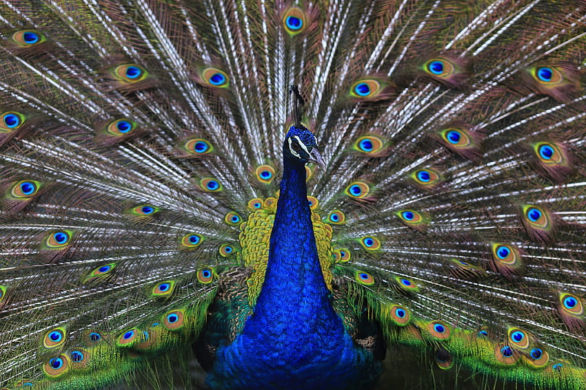 Plumage, peacock, bird, dance HD wallpaper