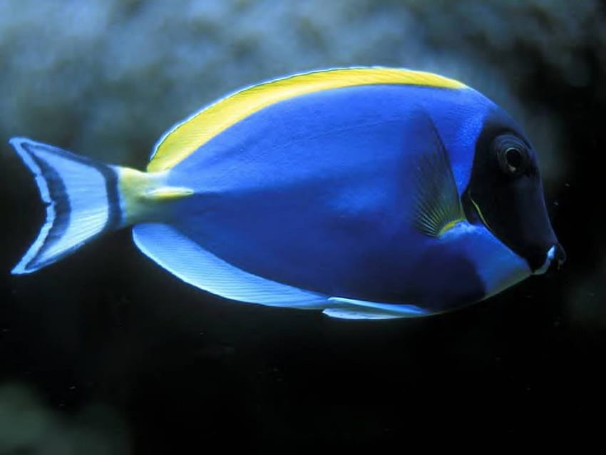 pez azul, animal, azul, pez, agua fondo de pantalla