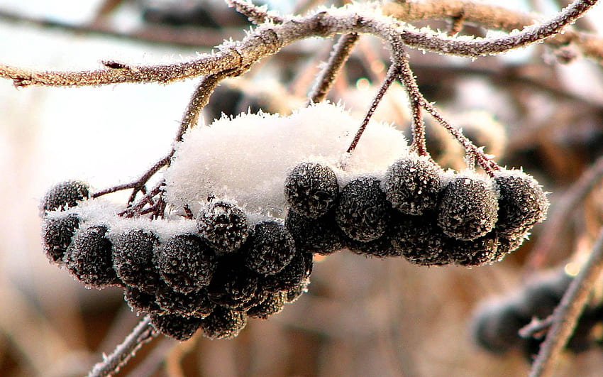 ธรรมชาติ หิมะ ผลเบอร์รี่ น้ำค้างแข็ง น้ำค้างแข็งขาว ผลไม้ กลุ่ม พวง โรวัน วอลล์เปเปอร์ HD