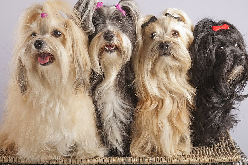 anjing, manis, anak anjing, imut, cantik, lucu, anjing lucu, anak anjing, wajah anjing, cantik, hewan, wajah, menyenangkan Wallpaper HD