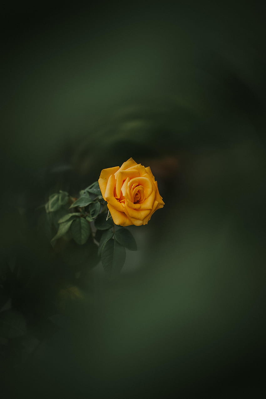 Kwiaty, Kwiat Róży, Róża, Pączek, Rozmycie, Gładki, Ogród Tapeta na telefon HD