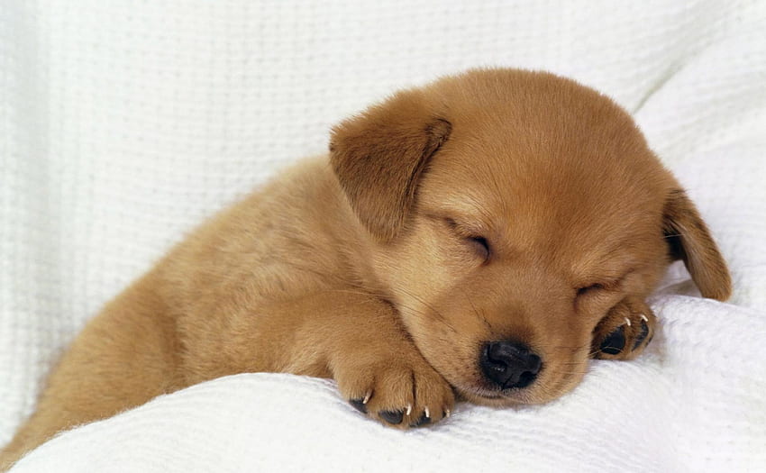 Tatlı uyuyan köpek yavrusu, tatlı, köpek, hayvanlar, köpek yavrusu, şirin HD duvar kağıdı