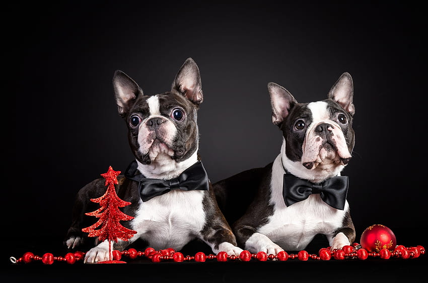 Animals, Dogs, Couple, Pair, Puppies, Attire, Outfit, French Bulldog HD wallpaper