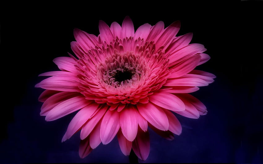 pink, Gerbera, Daisy, In, The, Darkness / and Mobile Background, Pink Gerbera Daisy HD wallpaper