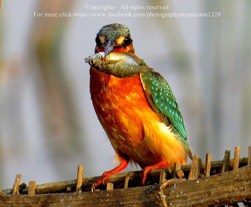 Kingfisher, sitck, ikan, oranye, hijau Wallpaper HD