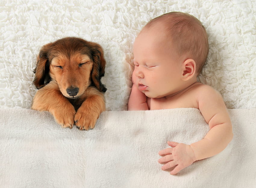 貴重な瞬間、犬、子犬、毛布、赤ちゃん、睡眠 高画質の壁紙