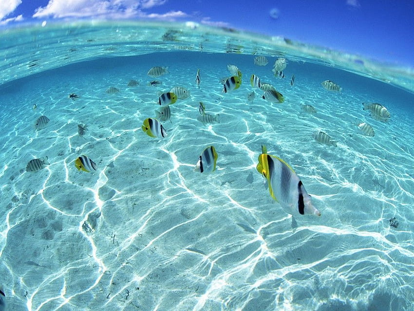 School of fish in clear water . Underwater , Underwater fish, Underwater animals, Hawaii Ocean HD wallpaper
