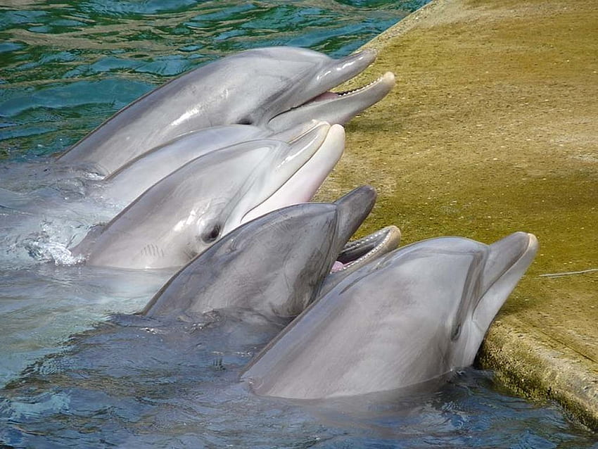 Пеещите делфини, животни, близък план, океан, делфини, море, риба, прекрасен, сладък HD тапет
