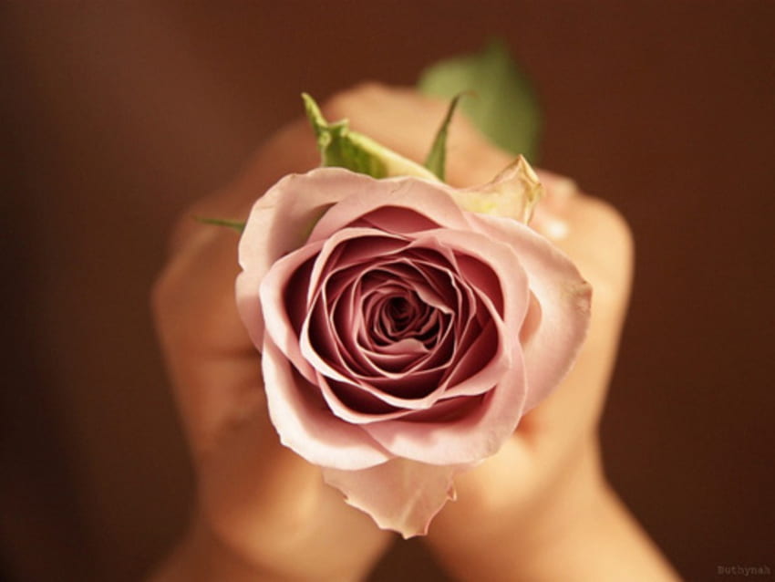 Прекрасно розово ✿, роза, розово, за вас, подарък, прекрасно HD тапет