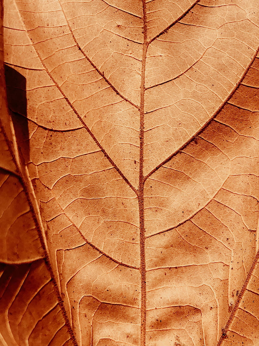 Macro, Sheet, Leaf, Dry, Veins HD phone wallpaper