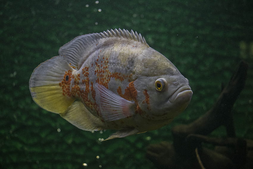 Tiger Oscar Fish · Stock HD wallpaper
