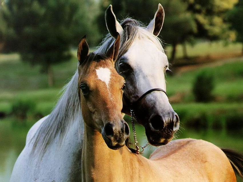 あなたの、モバイル＆タブレット用の美しい野生の馬[]。 ワイルド ホースを探索します。 美しい馬 , 馬, 馬の愛 高画質の壁紙