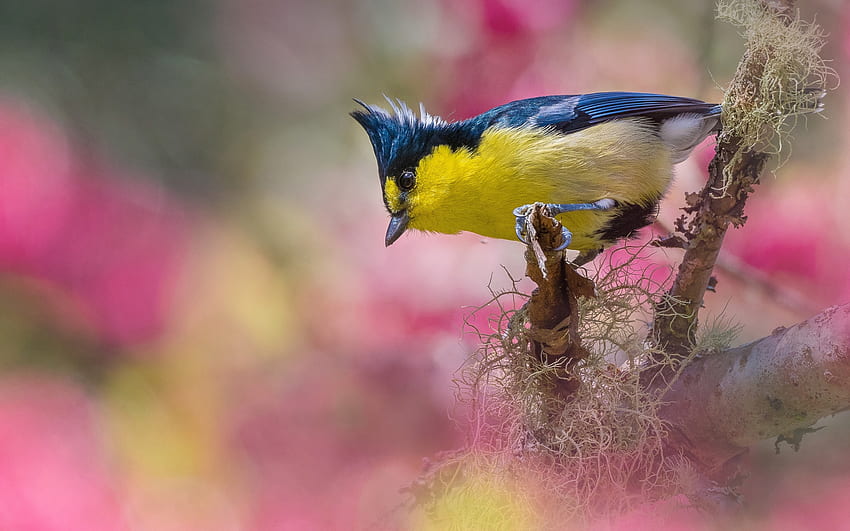 นก หัวนมสีฟ้า ดอกไม้ สีเหลือง สปริง pitigoi pasari สีน้ำเงิน bitd primavara ธรรมชาติ วอลล์เปเปอร์ HD