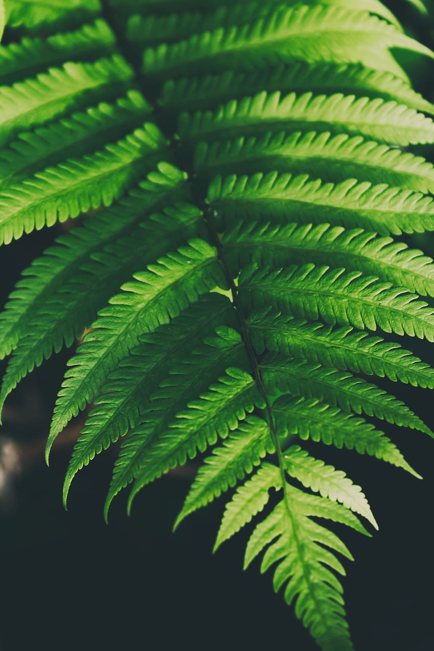 Natur, Blätter, Pflanze, Farn HD-Handy-Hintergrundbild