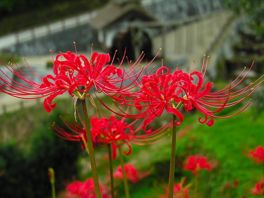 Hoa Higanbana (Red Spider Lily) là loài hoa tượng trưng cho sự trở về, sự sống lại sau những tháng ngày đen tối. Với màu sắc rực rỡ, những bông hoa này chắc chắn sẽ làm cho trái tim bạn phát điên vì yêu thích. Nhấn vào hình ảnh để tận hưởng cảm giác tuyệt vời và lãng mạn nhất của hoa Higanbana.