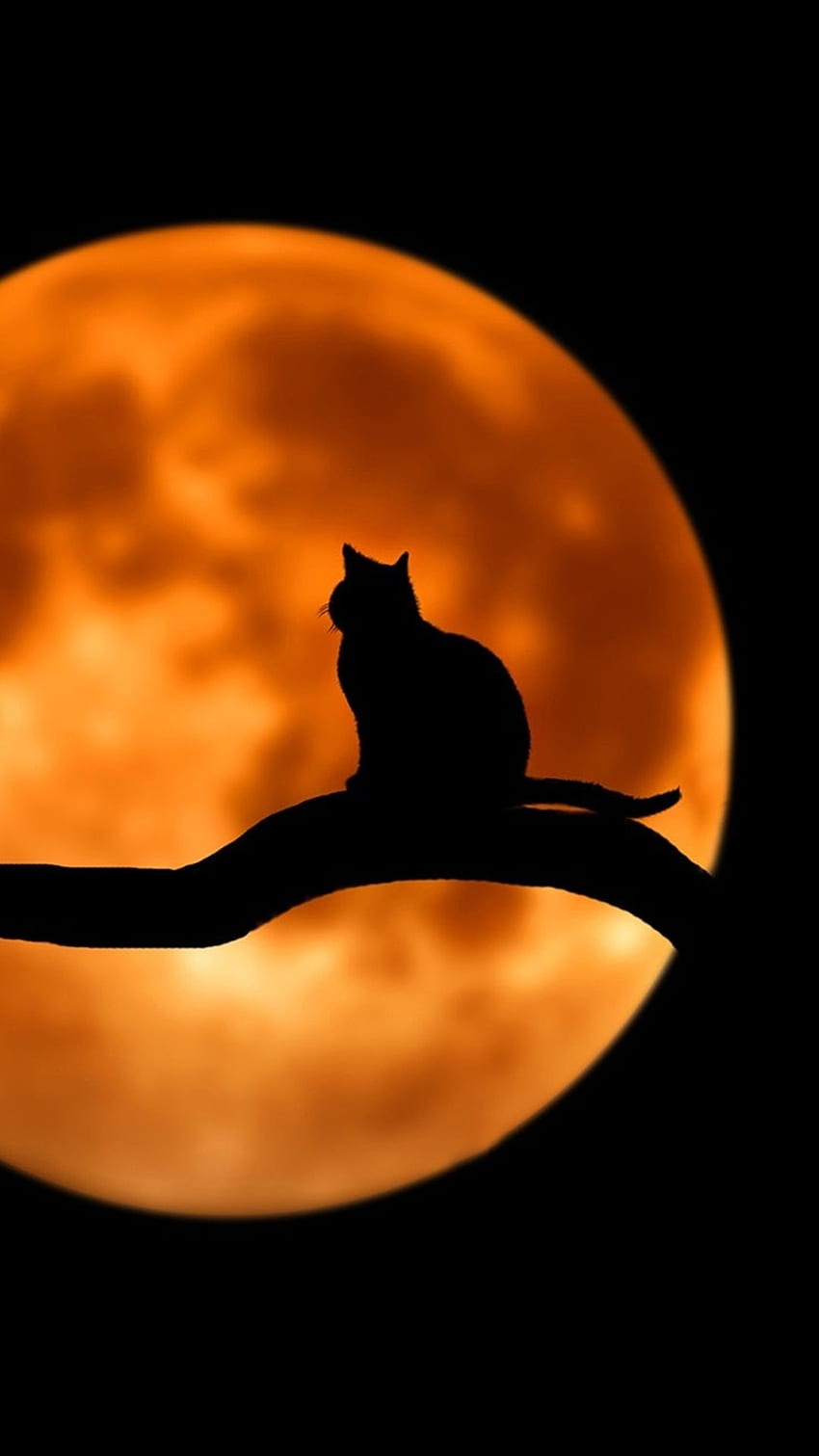 Car and Moon 10801920. Gatos locos, Gatos hermosos, Arte de gato negro, Luna de gato negro fondo de pantalla del teléfono