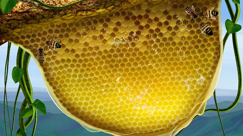 Bees on honeycomb, Beehive HD wallpaper