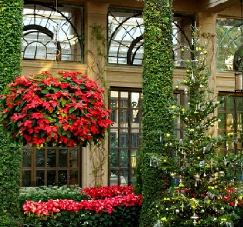 winter garden with poinsettias, winter garden, fflowers, Christmas tree, poinsettias, nature HD wallpaper