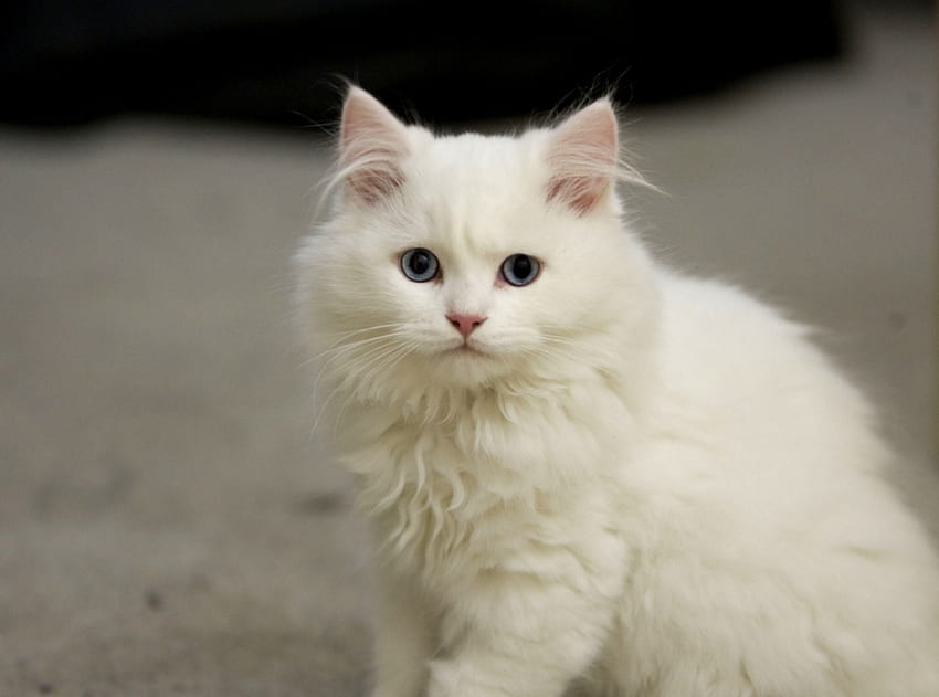 Beyaz tüylü kedi, yavru kedi, kedi, beyaz, kedi HD duvar kağıdı