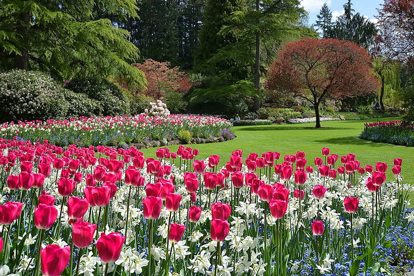 Butchart Gardens, Canadá, flores, flor, árboles, tulipanes, primavera, parque fondo de pantalla