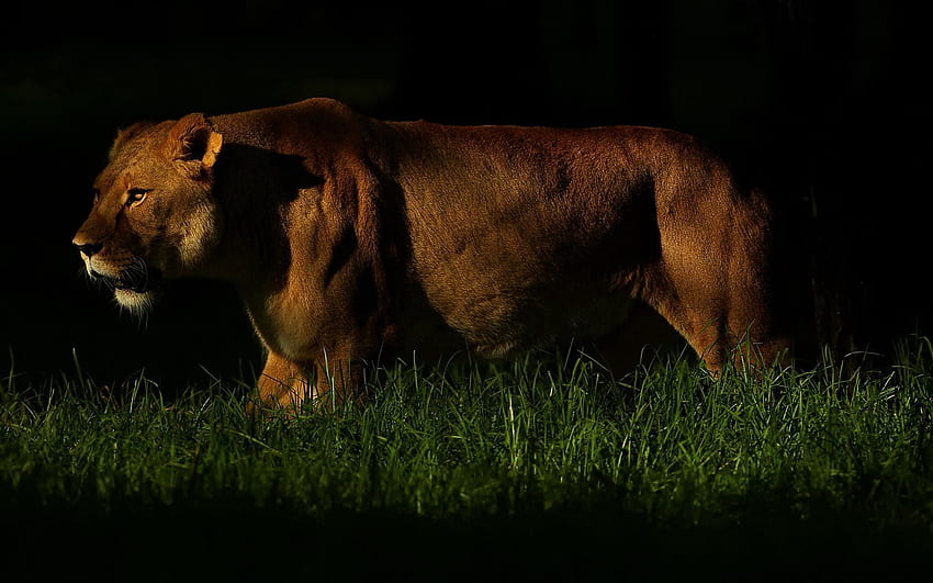 สัตว์ หญ้า มืด เงา สิงโต นักล่า เดินเล่น ล่าสัตว์ ล่า วอลล์เปเปอร์ HD