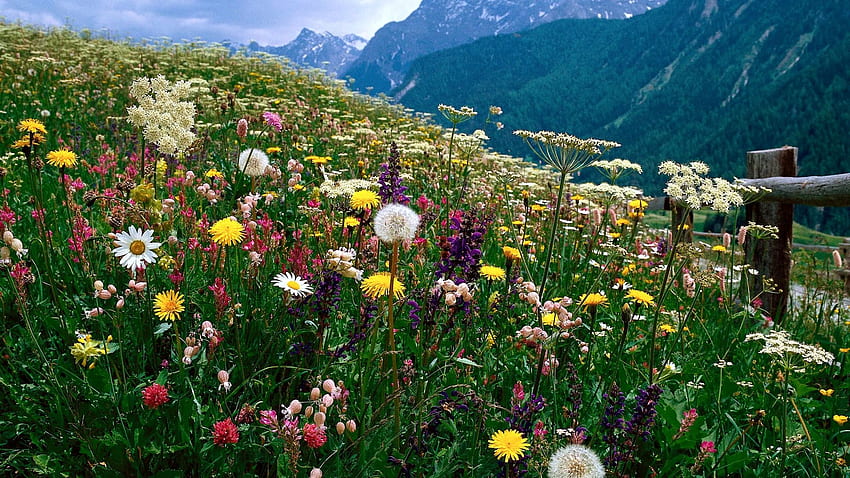 Alpine flowers in Switzerland, blossoms, landscape, meadow, mountains, alps HD wallpaper