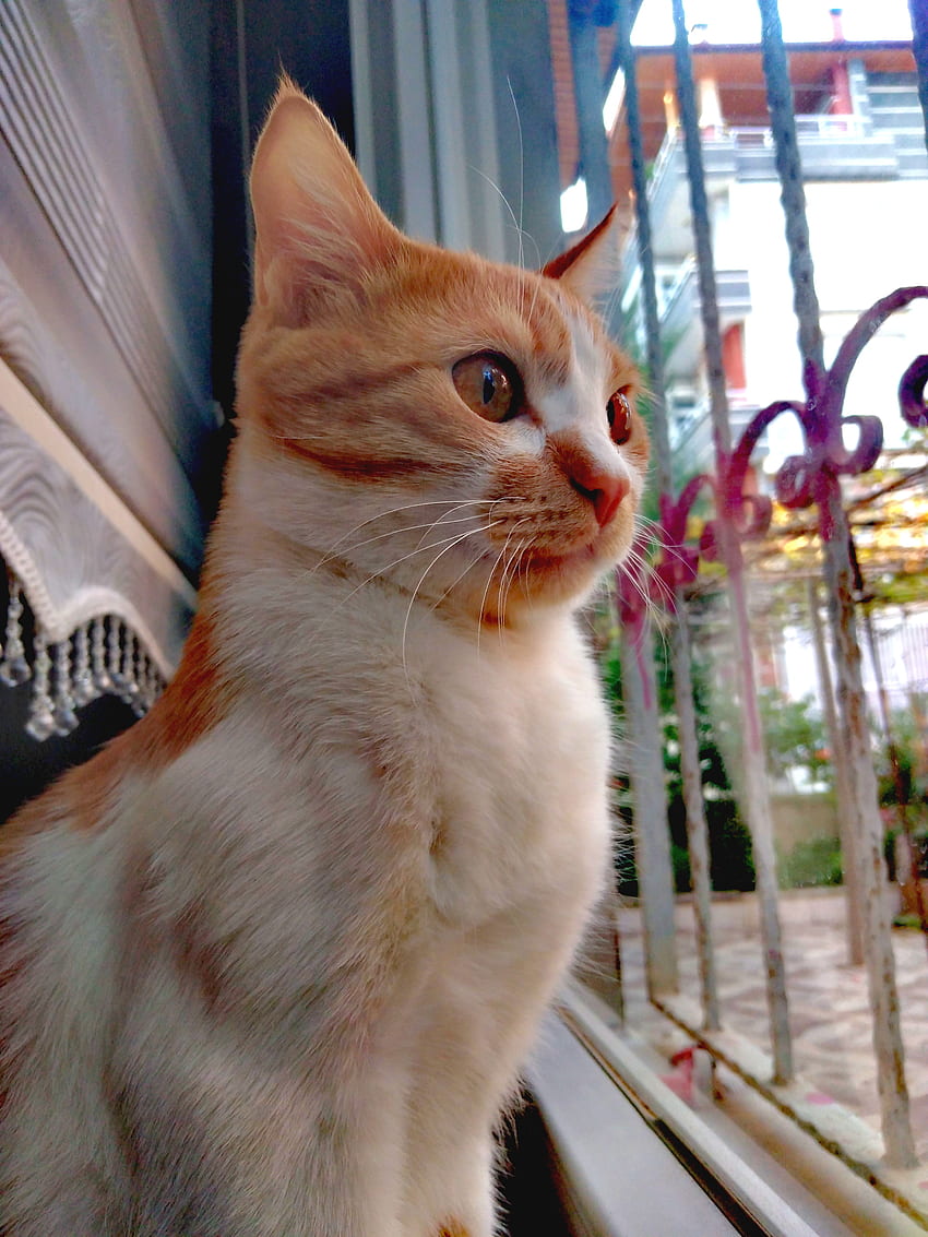 Kedi hayvan, şirin kedi, fotoğraflar, tatlıkedi, , kedi, köpek, yavru kedi HD phone wallpaper