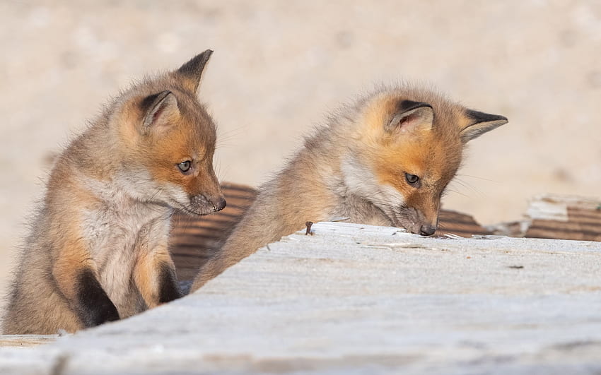 Fox cubs, animal, two, cub, vulpe, couple, cute, fox HD wallpaper