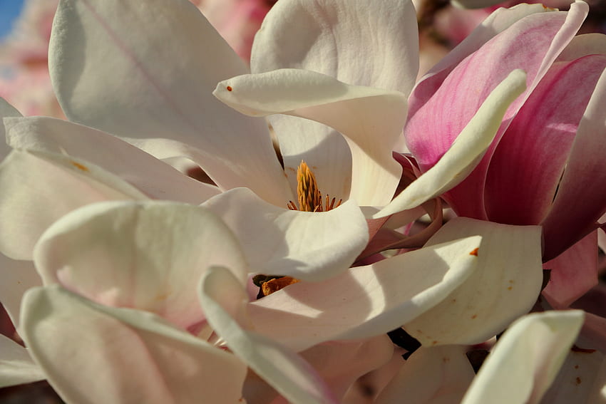 Flowers, Petals, Magnolia HD wallpaper
