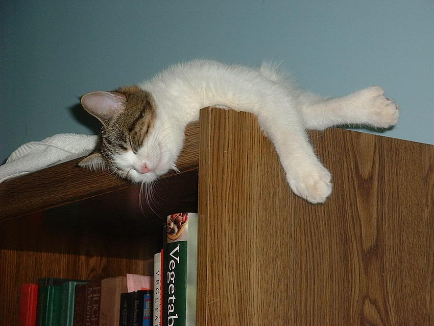 tempat yang bagus untuk tidur, kucing, lucu, lemari, tidur Wallpaper HD