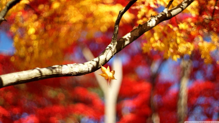 A leaf falling down, bokeh, graph, leag, fall, , tree, branch, leaves, 요약, 확대, 가을, , 숲, 매크로, twigs HD 월페이퍼