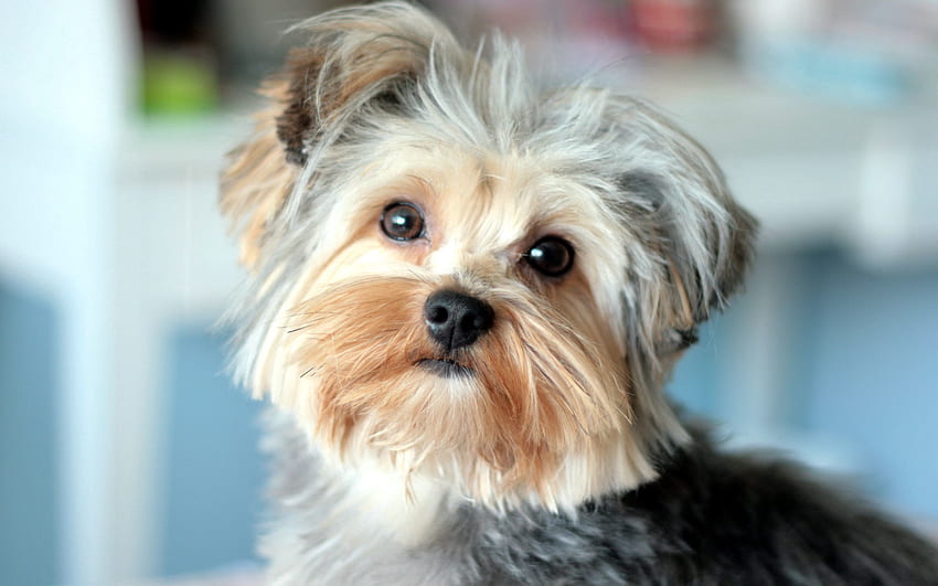 Animals, Muzzle, Beautiful, Yorkshire Terrier, Well Maintained, Well-Groomed HD wallpaper