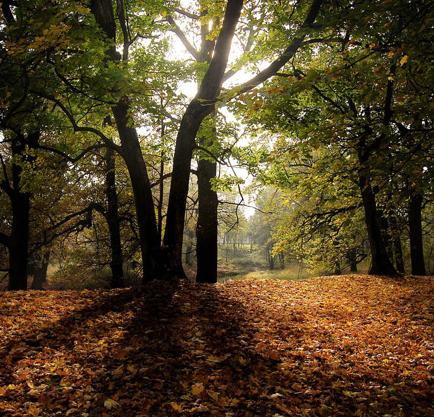 Есен, синьо, зелено, дървета, небе, листа, природа жълто, гора HD тапет