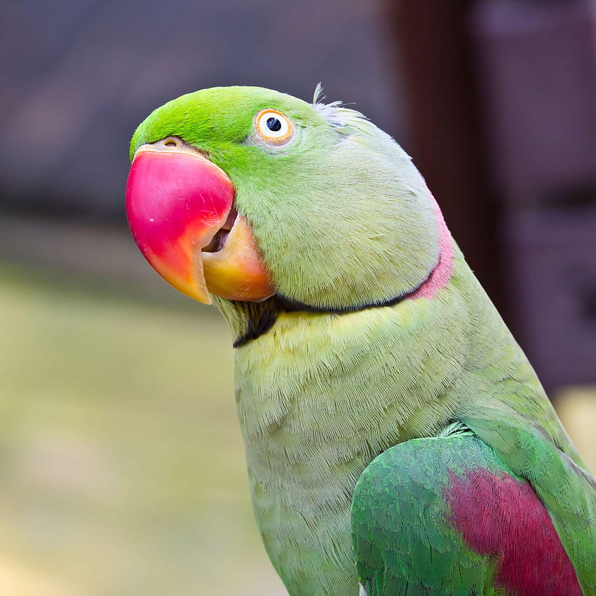 Green Parrot, Cute Parrot HD phone wallpaper