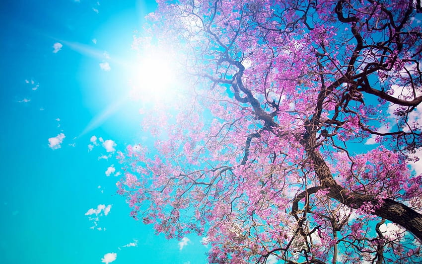 cherry blossoms, cherry, flower, sky, sun, blossom, tree HD wallpaper