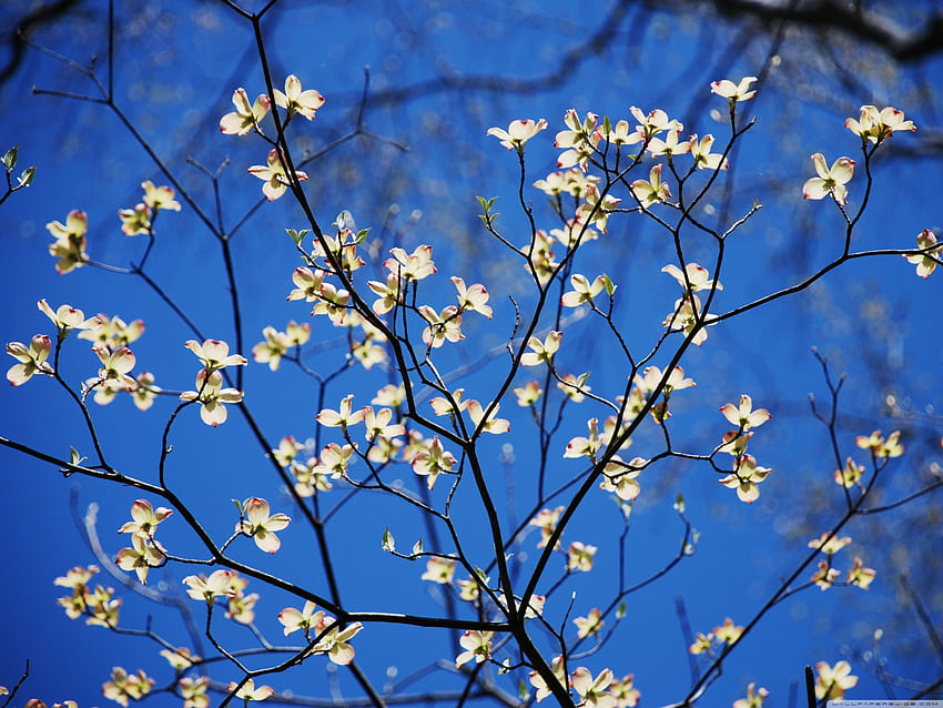 Dogwood Blossoms ❤ for Ultra TV, Dogwood Flower HD wallpaper