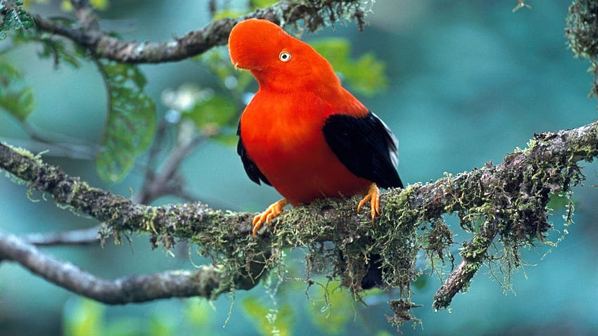Czerwony Czarny Ptak Relief Na Gałęzi Drzewa W Tle Rozmycie Ptaków Tapeta HD