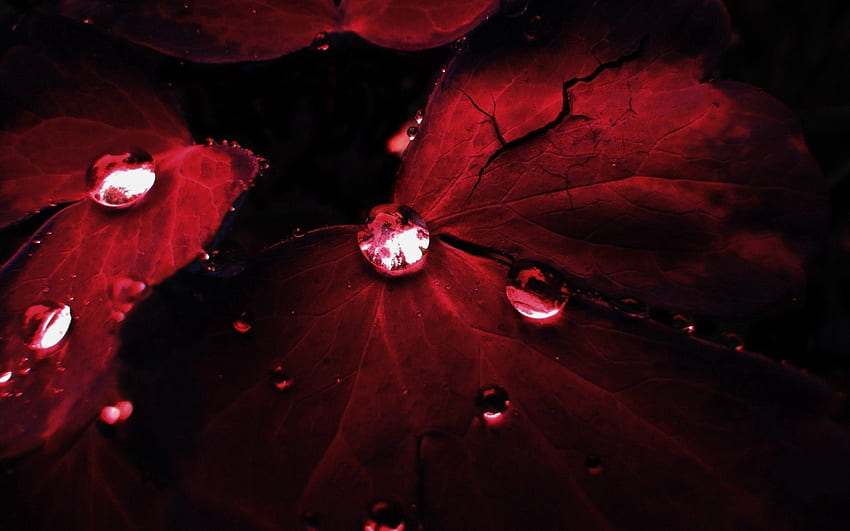 Blätter, Tropfen, Dunkel, Blütenblätter, Schatten HD-Hintergrundbild