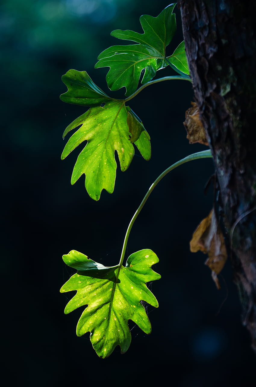 Blätter, Makro, Unschärfe, glatt, Äste, Schatten HD-Handy-Hintergrundbild