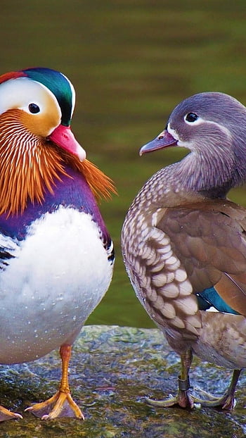 CGTN  Heart pose A pair of colorful mandarin ducks  Facebook