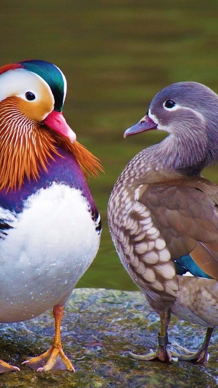 Mandarin Duck, Male And Female, Mandarin Ducks HD phone wallpaper | Pxfuel