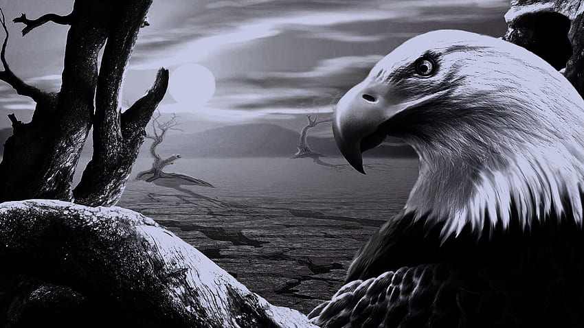 black eagle background, Black Eagel HD wallpaper