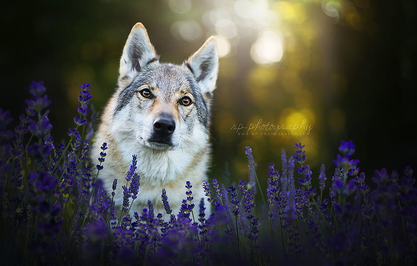 look, face, flowers, dog, lavender, the Czechoslovakian Wolfdog for , section собаки HD wallpaper