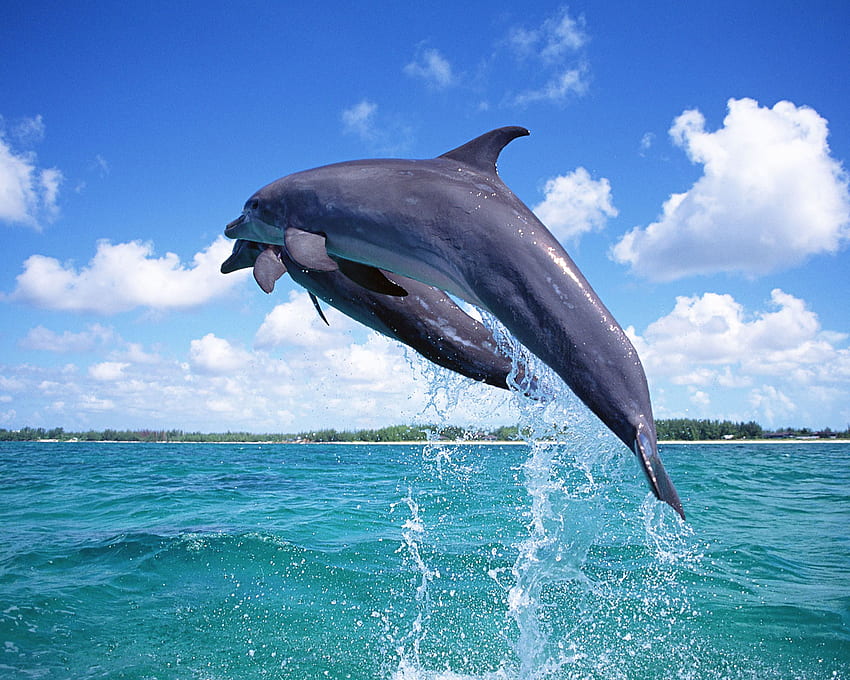 przyjacielski i towarzyski, piękny, sympatyczny, delfin, przyjacielski Tapeta HD