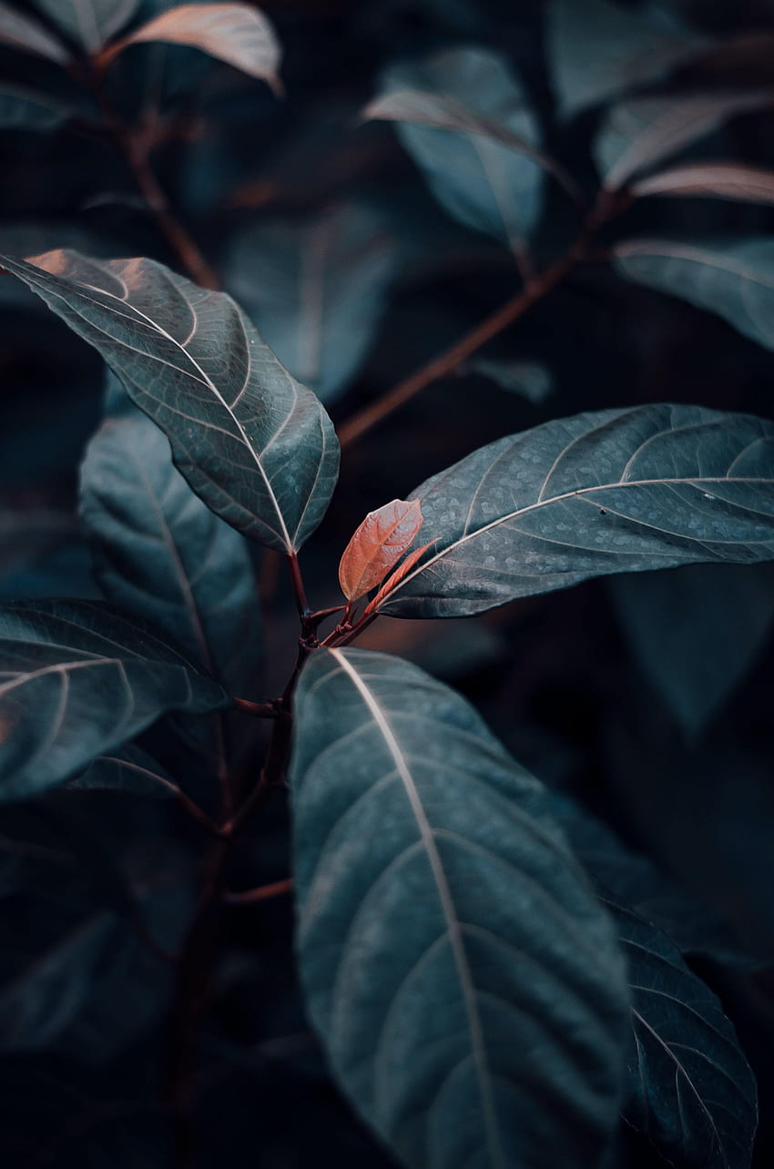 Blätter, Pflanze, Makro, Adern, Stängel, Stiel HD-Handy-Hintergrundbild