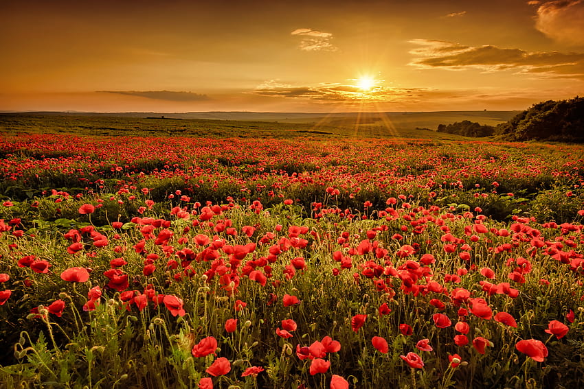 Sunset field, poppies, summer, field, flowers, beautiful, sky, sunset, fiery HD wallpaper