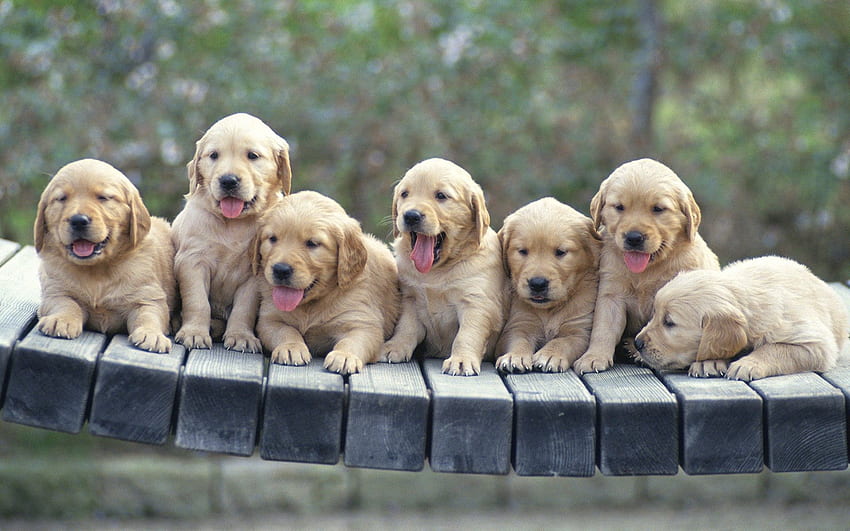 Animals, Dogs, Puppies, Multitude, Lots Of HD wallpaper