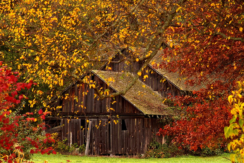 隠された美しさ、木々、秋、金、鮮やか 高画質の壁紙