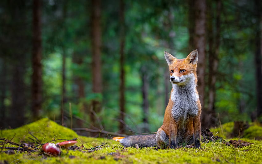 Fox, green, animal, vulpe, nature, forest, orange HD wallpaper